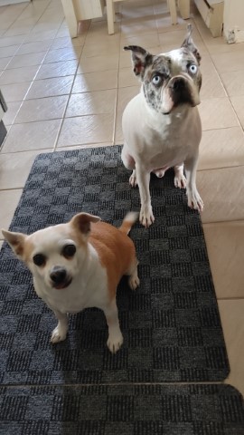 Milo & Basil